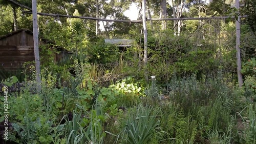Organic vegetable garden with bird song