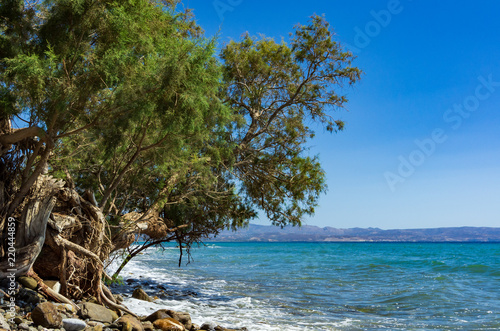 Grüner Baum an der Küste im Süden von Kreta, Griechenland © Frank Kuschmierz