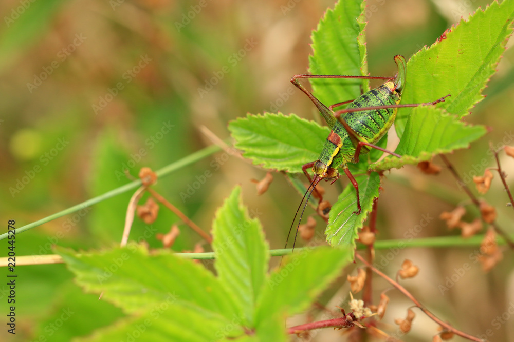 Laubholz-Säbelschrecke