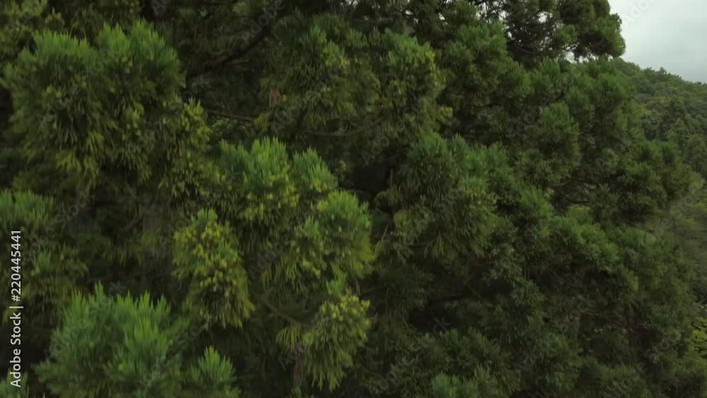 Drone shot ascending tall tree in mountains to reveal cellular/radio towers in the background. Drone shot ascending tall tree in mountains to reveal cellular/radio towers in the background.