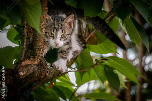 Curious Kitten in a tree