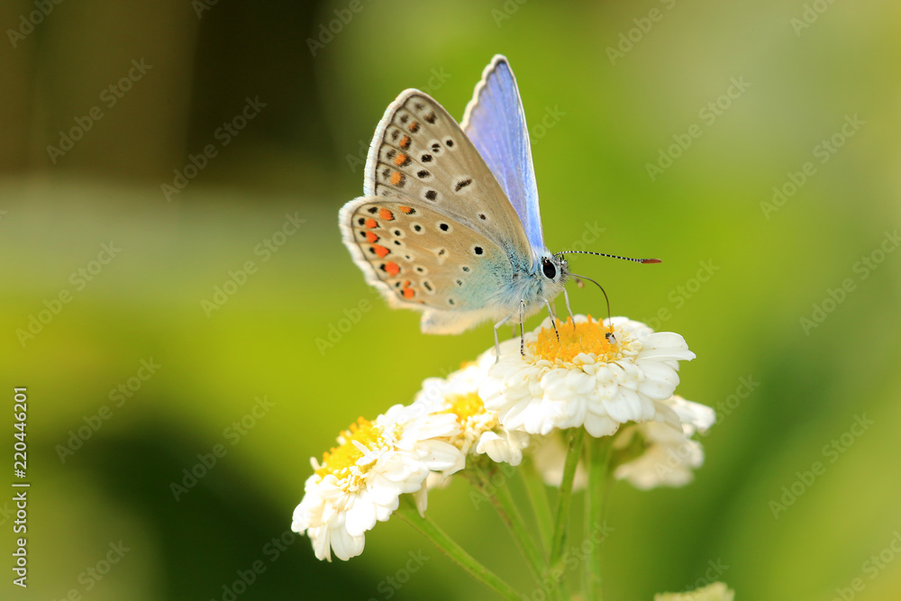 Fototapeta premium Wspólne Blue