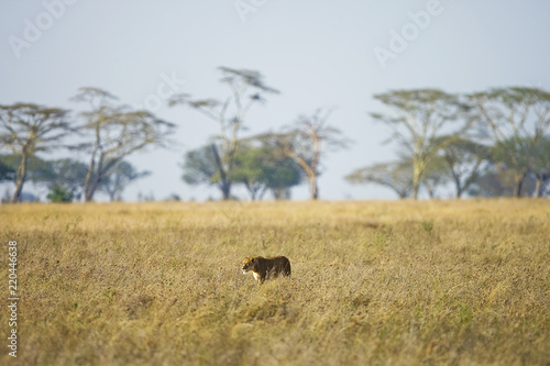 Lioness hunting in East Africa