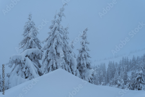 Spruce forest in the snow