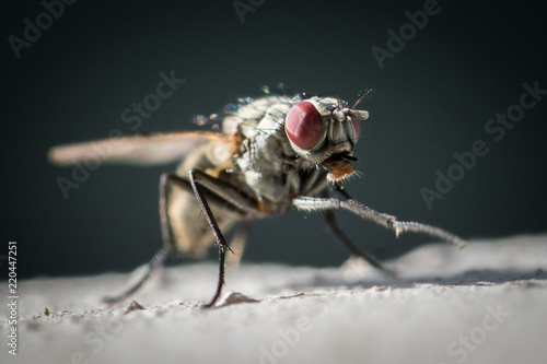 Nahaufnahme einer Fliege - Makro Macro  © Rockafox