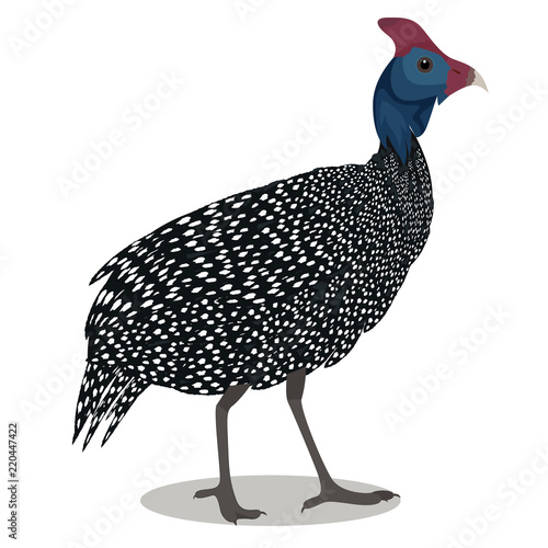 Helmeted guineafowl bird