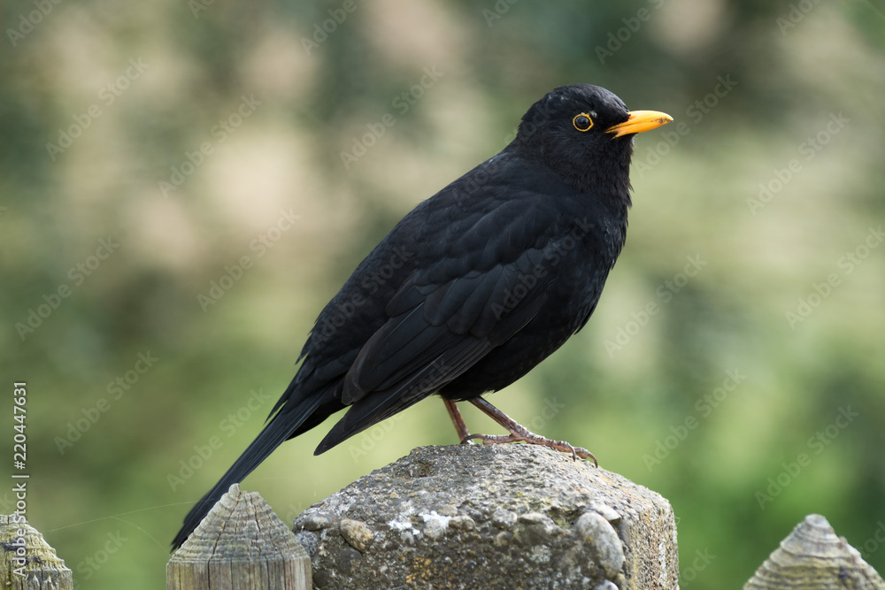 Amsel freigestellt im Profil