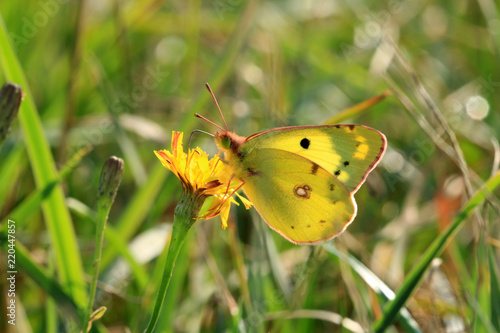 Hufeisenklee-Gelbling photo