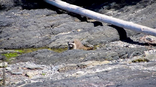 Raccoon foraging in a stream photo