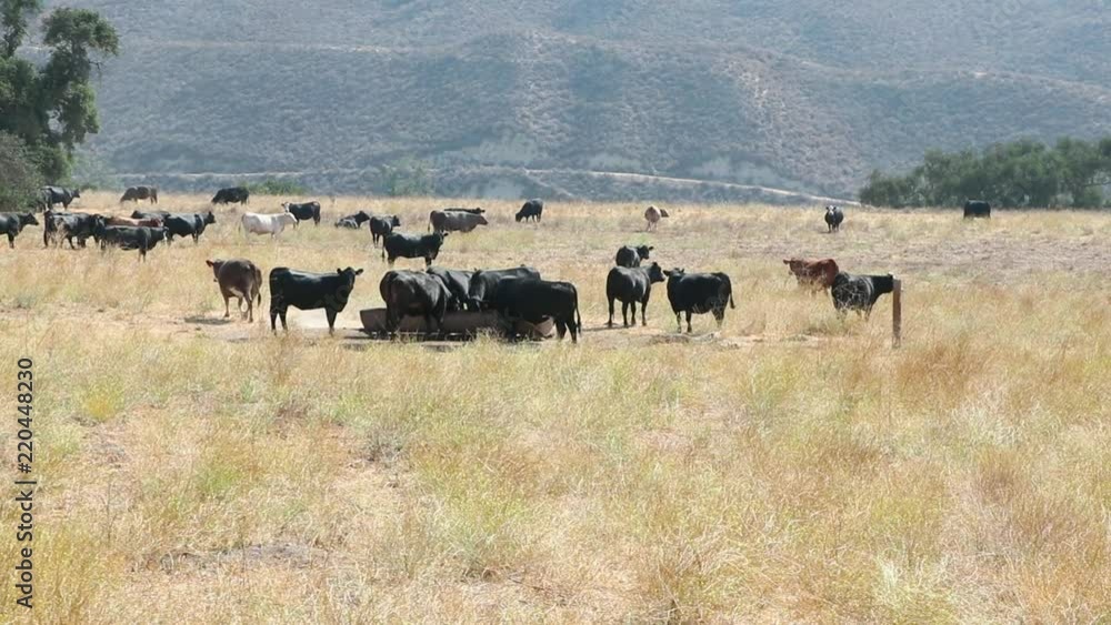 Herd of black Angus cattle getting a drink of water with the camera slowly enclosing on the trough Herd of black Angus cattle getting a drink of water with the camera slowly enclosing on the trough