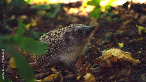 Curious hedgehog in woods