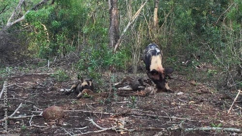 A pack of African Wild dogs, Lycaon pictus feed and tear a kill animal apart in a feeding frenzy during mid-winter on Zimanga Private Game reserve in the Kwa-Zulu Natal region of South Africa. photo