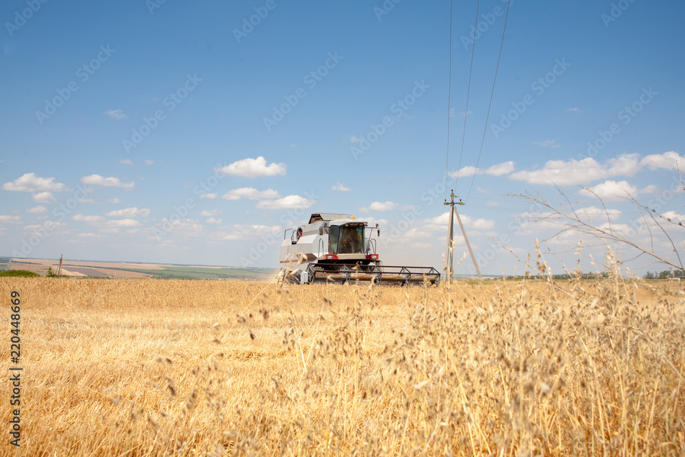 Fototapeta premium Harvester machine to harvest wheat field working