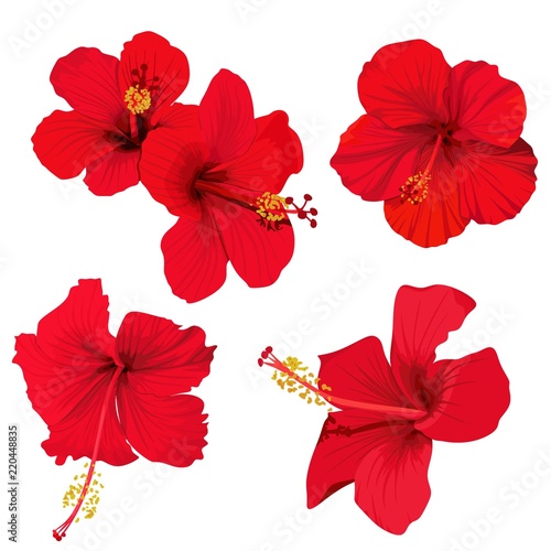 hibiscus flower vector clip art set of 5 red flowers tropical planrs photo