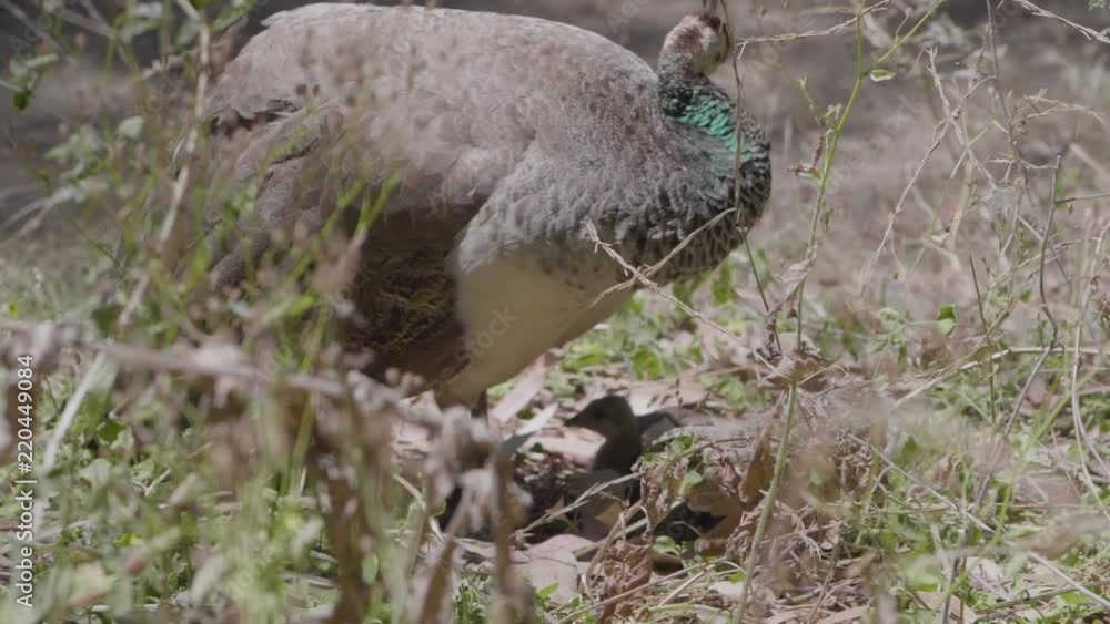 Peahen standing in dry grass, looking after her two chicks and cleaning herself. Close shot. Slow Motion. Peahen standing in dry grass, looking after her two chicks and cleaning herself. Close shot. Slow Motion.