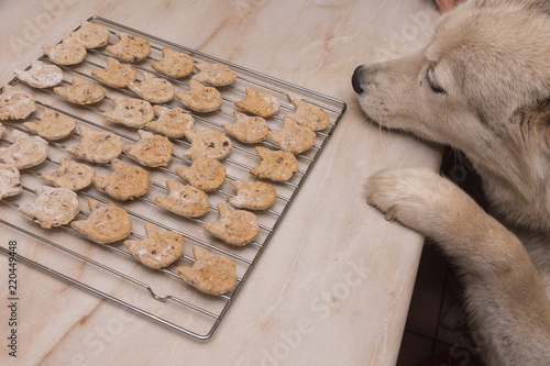 Husky Hund will an selbstgemachten Hundekekse auf Backofengitter