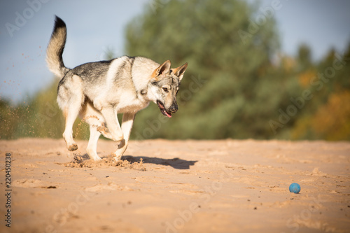 Czechoslovak wolfdog © A Photo