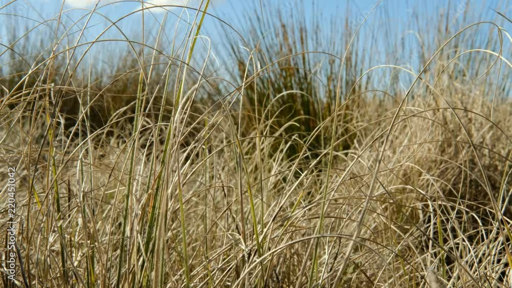 Dune Grass in a Gentle Summer Breeze Dune Grass in a Gentle Summer Breeze