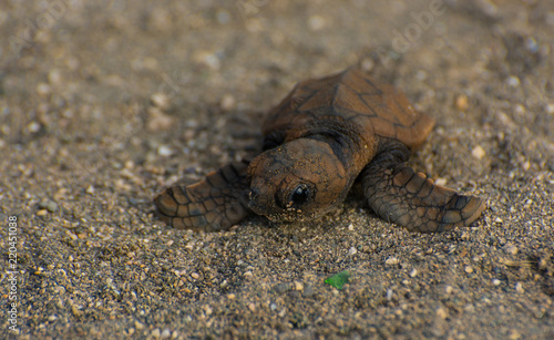  Hawksbill sea turtle