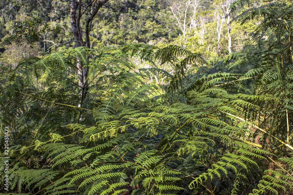 Detail of Atlantic Forest vegetation on a trail Detail of Atlantic Forest vegetation on a trail