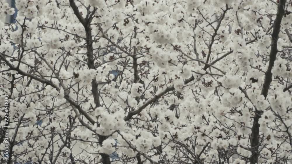 Sakura blossom in slow motion Sakura blossom in slow motion