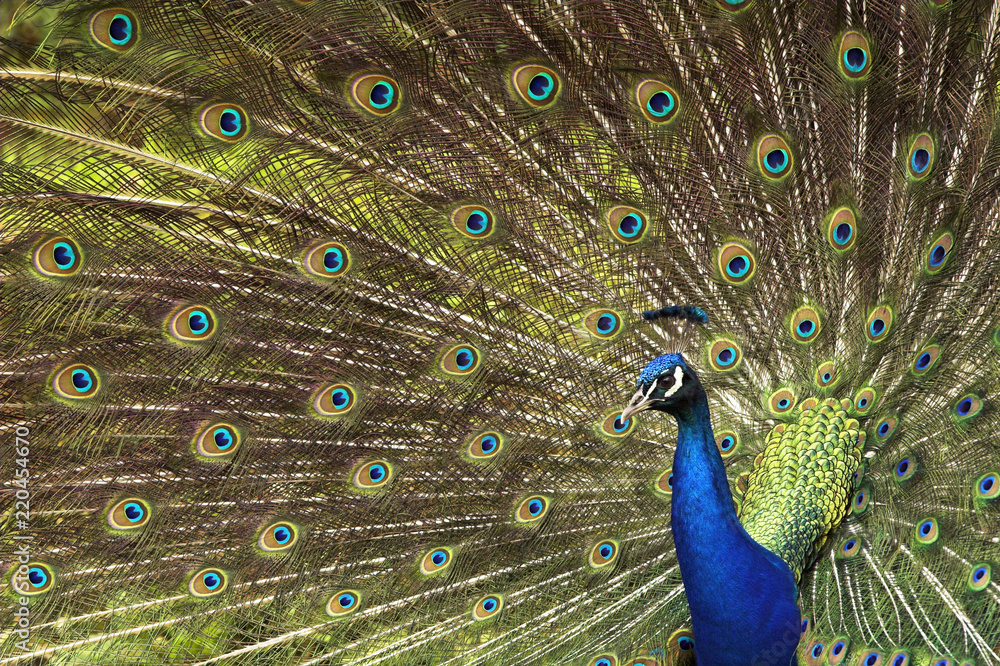 Obraz premium peacock close up with feathers out