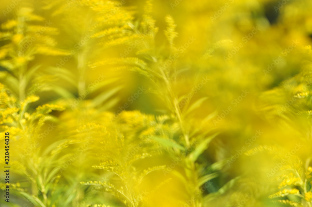 blurred abstract floral background blurred abstract floral background