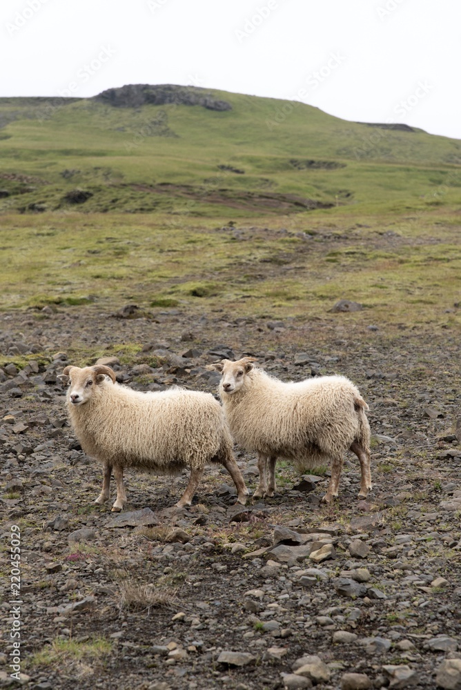 Twin Sheeps in natural green and rocky environment Twin Sheeps in natural green and rocky environment