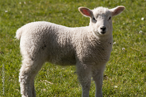 close up of a lamb on a sunny day