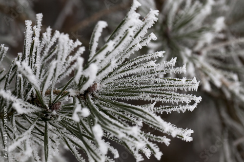 Needles in the frost