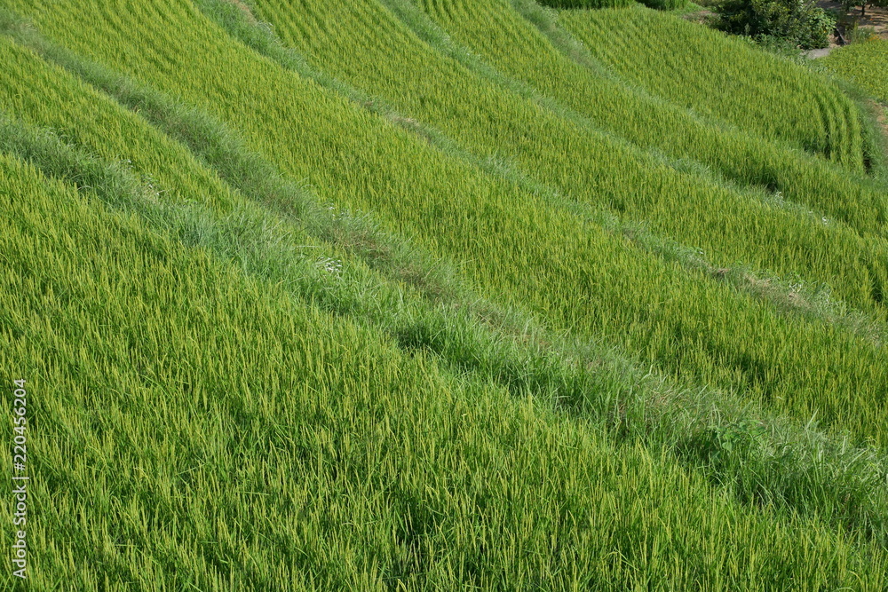 小豆島　中山の棚田