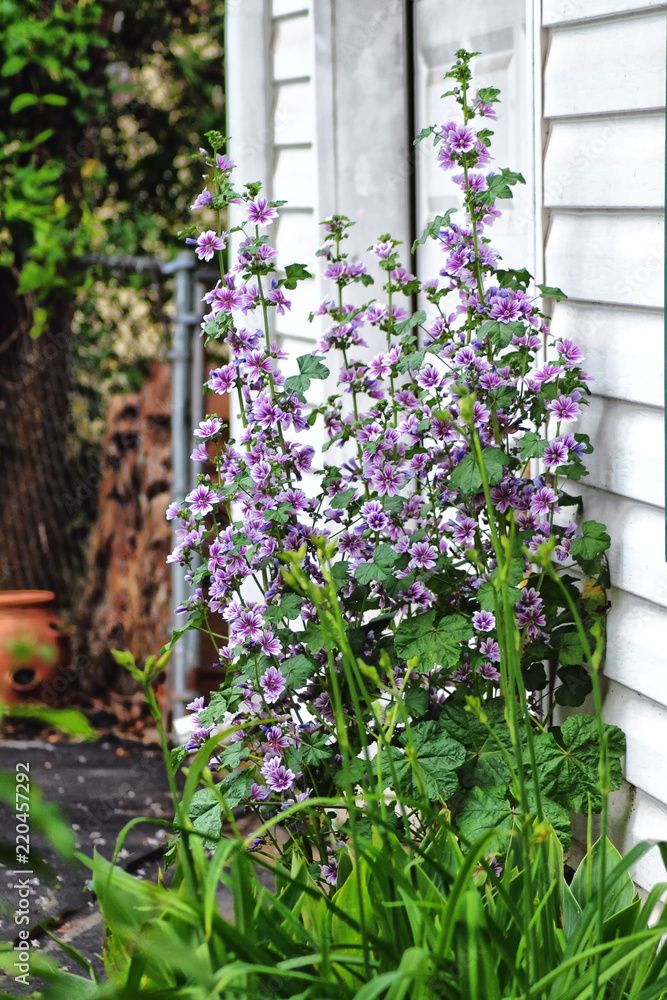 Fototapeta premium Flowers