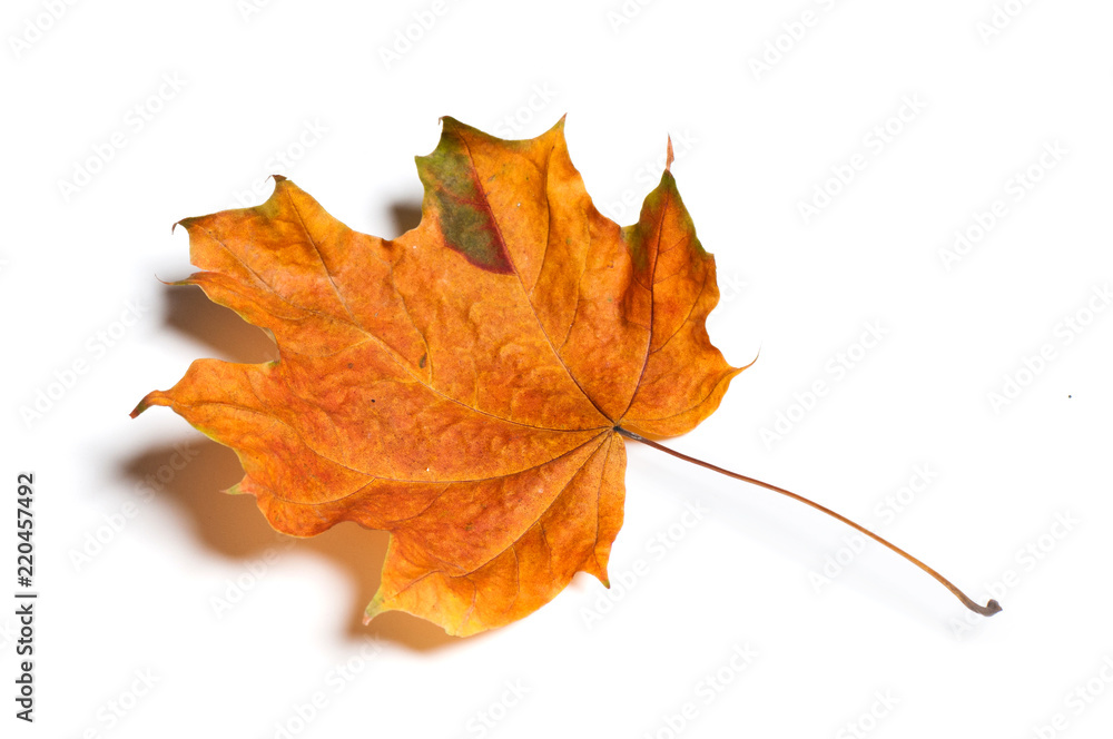 Fototapeta premium Autumn leaf isolated on white background. 
