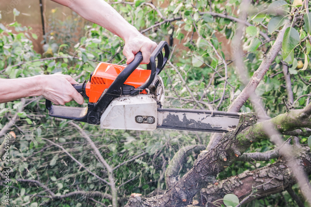 Obraz premium A man with a chainsaw sawing a tree fallen after a hurricane