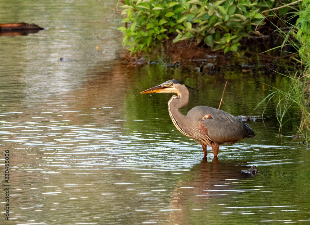 Naklejka premium Great Blue Heron looking for fish