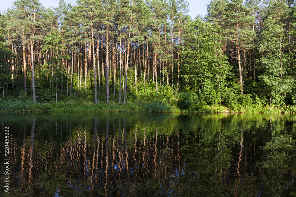 reflection of coniferous trees