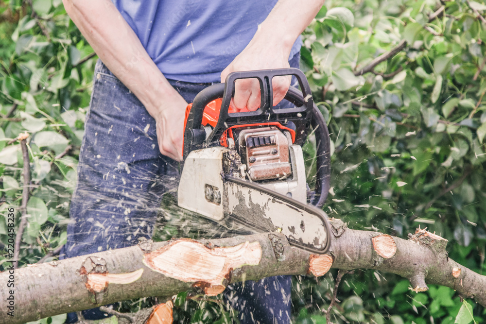 Obraz premium A man with a chainsaw sawing a tree fallen after a hurricane