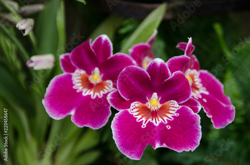 Beautiful flowers blooms