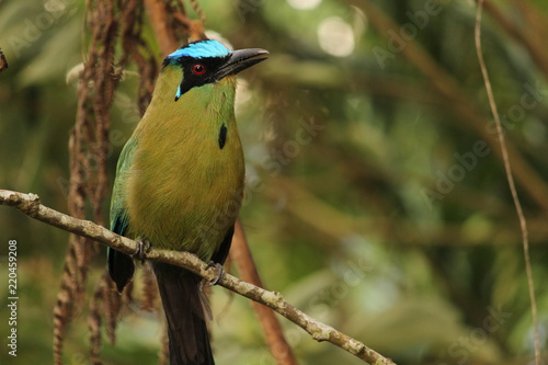 Momotus aequatorialis (soledad) 3 photo