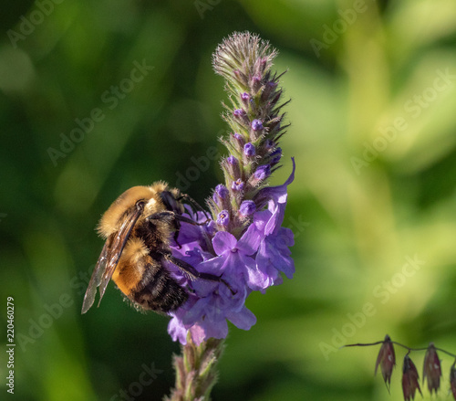 Bee Pollinating © David Halgrimson