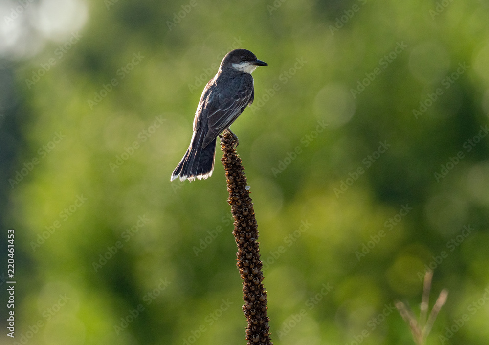 Obraz premium Eastern Kingbird