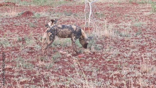 Collared African wild dogs, Lycaon pictus feed off scraps of a kill in winter at Zimanga in the KwaZZulu Natal area of South Africa photo