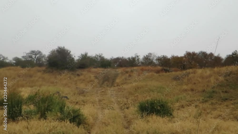 A game viewer, safari vehicle makes it way through a dry river bed in overcast summer in the Timbavati Private Game reserve in Lowveld region of South Africa. A game viewer, safari vehicle makes it way through a dry river bed in overcast summer in the Timbavati Private Game reserve in Lowveld region of South Africa.