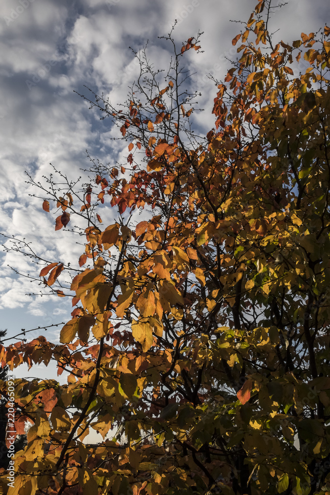 The picture was taken in a Budapest park, near which I inhabited it, in autumn. The picture was taken in a Budapest park, near which I inhabited it, in autumn.