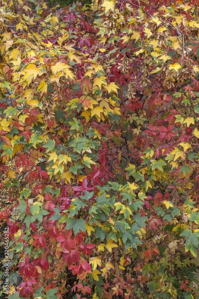 The picture was taken in a Budapest park, near which I inhabited it, in autumn.