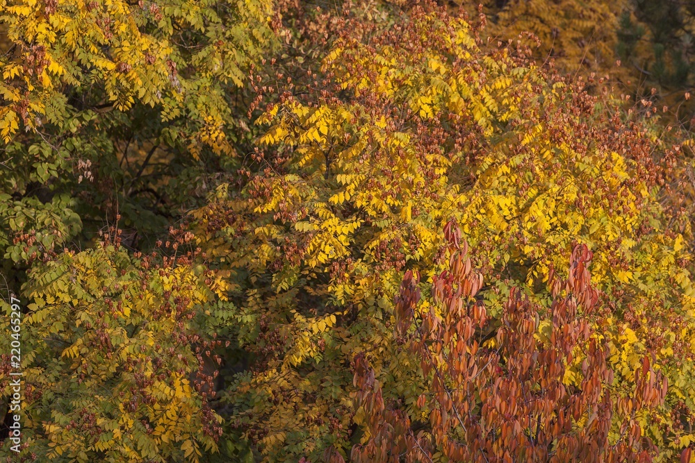 The picture was taken in a Budapest park, near which I inhabited it, in autumn. The picture was taken in a Budapest park, near which I inhabited it, in autumn.