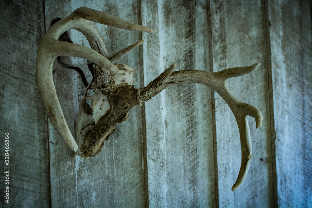 Deer Skull on a Wall