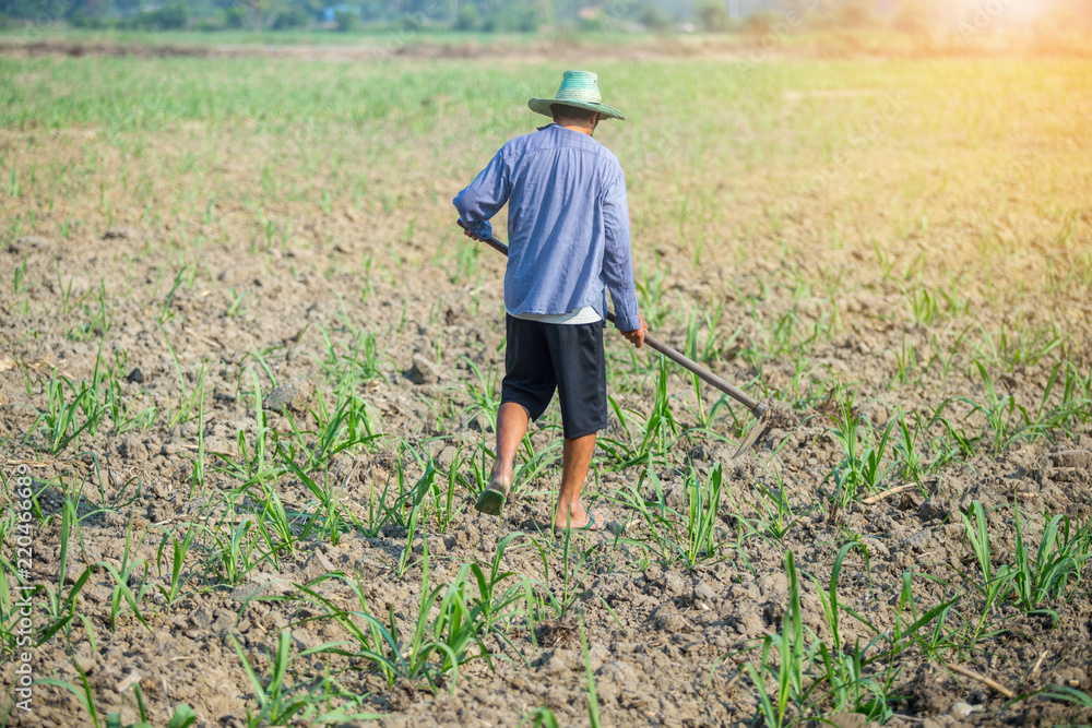 Fototapeta premium farmer holding spade working in field