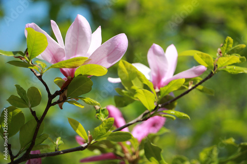 Blooming of pink magnolia