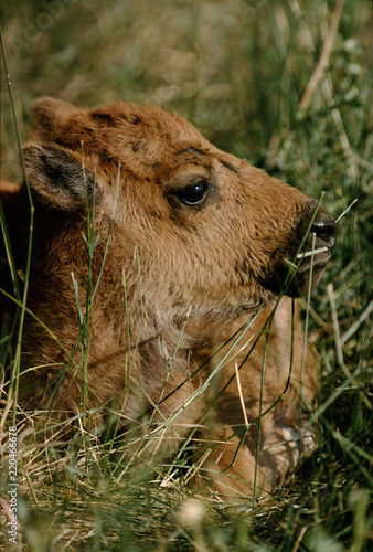 American Buffalo (Bison Bison)